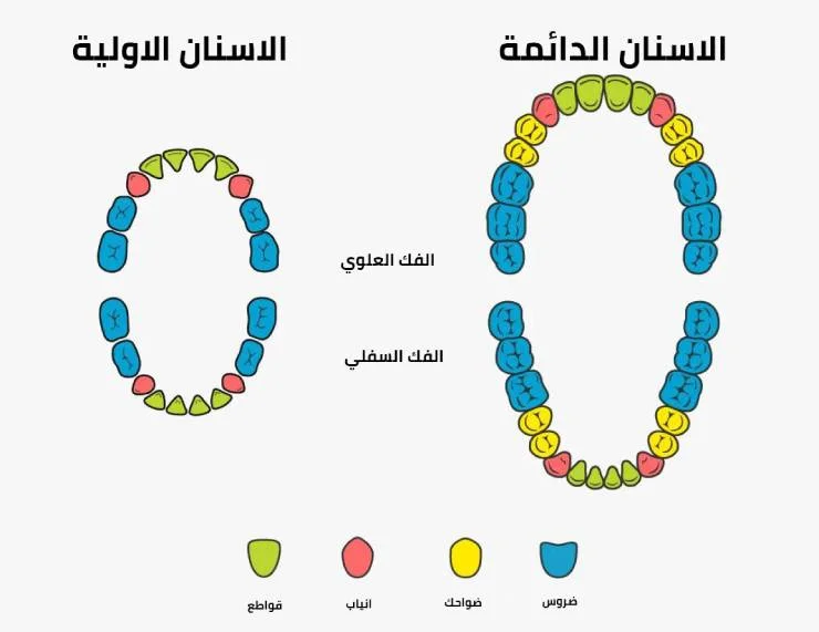 تعرف علي أهم انواع الاسنان ووظائفها 3 الاسنان الدائمة والاسنان الاولية