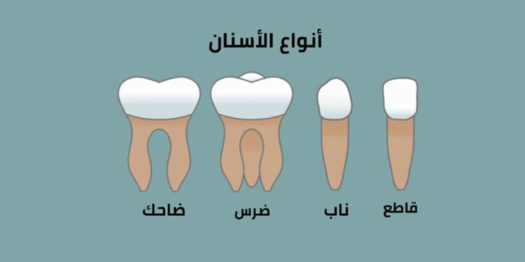 انواع الاسنان